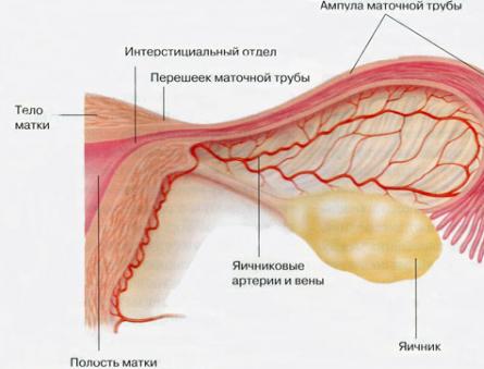 Как действуют противозачаточные таблетки Причины органических поражений маточных труб