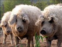 Мангалы (порода свиней): описание