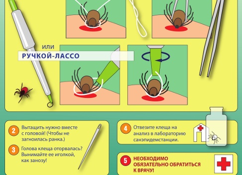 Анализ крови при укусе клеща