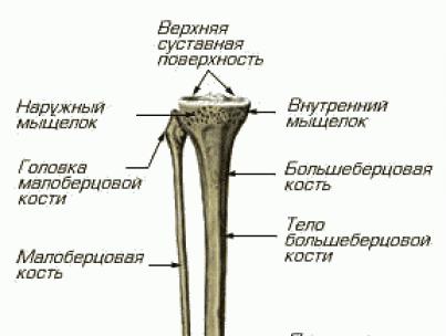 Si funksionon legeni i njeriut Struktura e kockës së legenit të njeriut