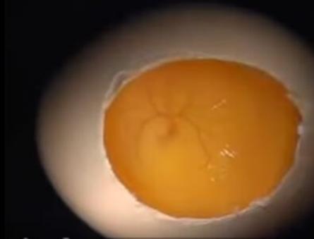 Култивиране на вируси в развиващите се пилешки ембриони Пилешки ембриони в диагностиката на вирусни инфекции