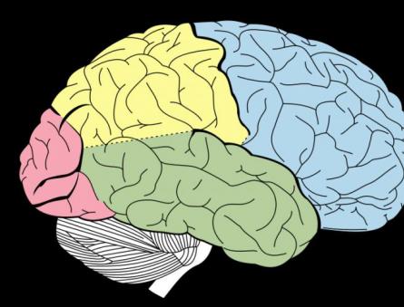 Под тежестта на собствения си череп: защо е толкова трудно да напомпате мозъка си Как мозъкът се държи в черепа