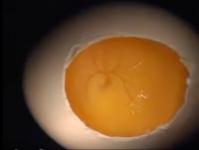 चिकन भ्रूण के विकास में वायरस की खेती वायरल संक्रमण के निदान में चिकन भ्रूण
