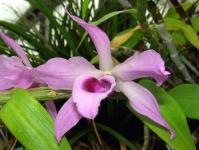 Si të kujdeseni për një orkide dendrobium në shtëpi